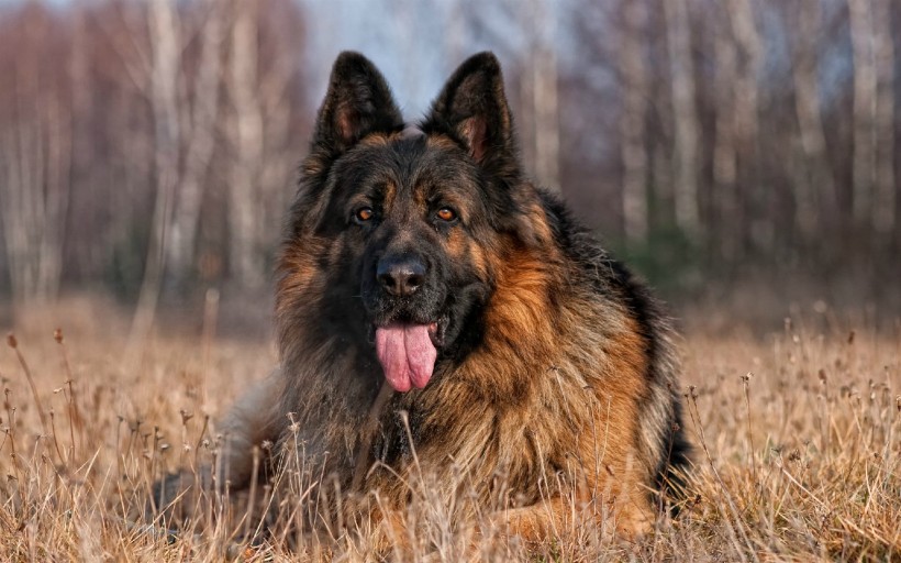 德国牧羊犬手机壁纸