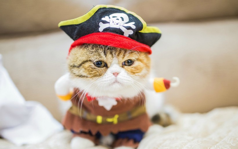 戴帽子的猫咪摄影手机壁纸