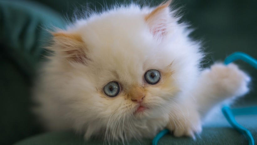 萌宠可爱白毛猫咪手机壁纸