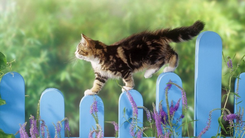 萌猫锁屏手机壁纸