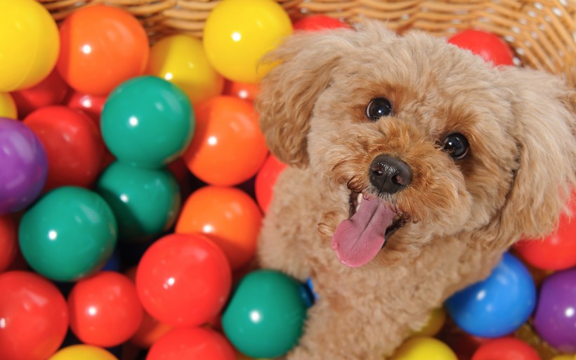 泰迪犬手机壁纸