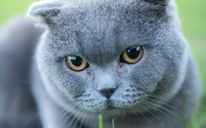 可爱猫咪手机壁纸