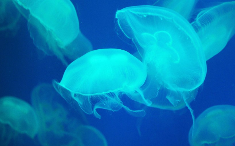 海底生物水母手机壁纸