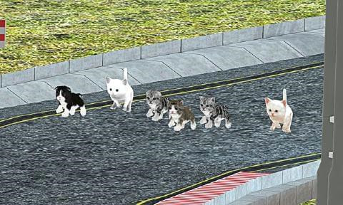 猫咪赛跑
