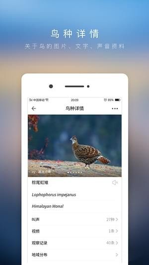 爱鸟