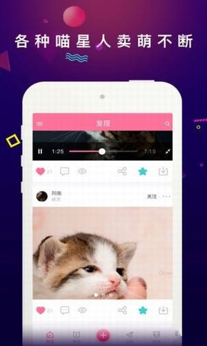 每日一猫