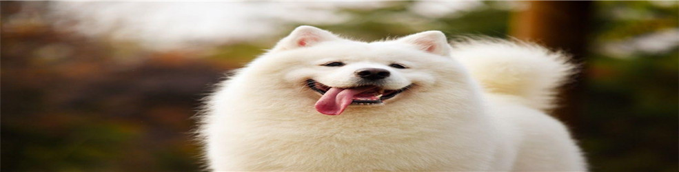 朋友圈推广文案软件