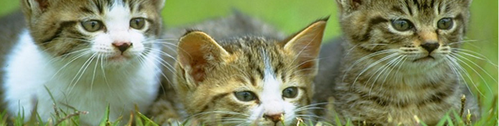 关于猫的游戏系列