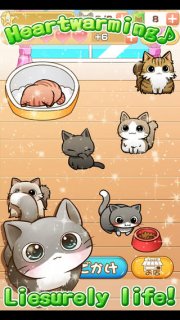 猫的生活