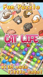 猫的生活